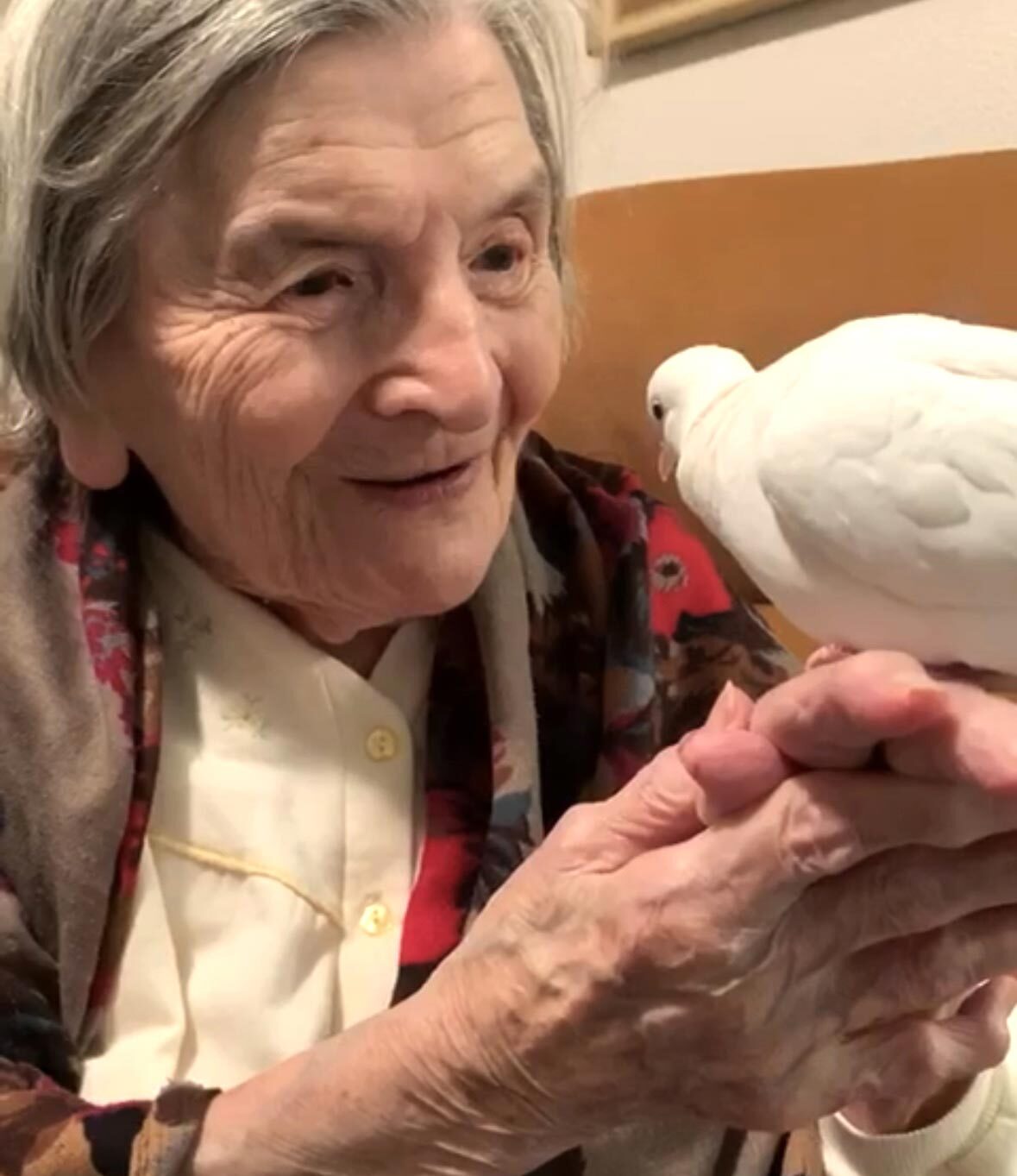Mamie et sa colombe